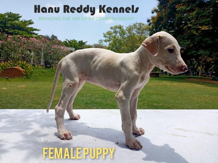 DogsIndia.com - Mudhol Hound - Hanu Reddy Kennels