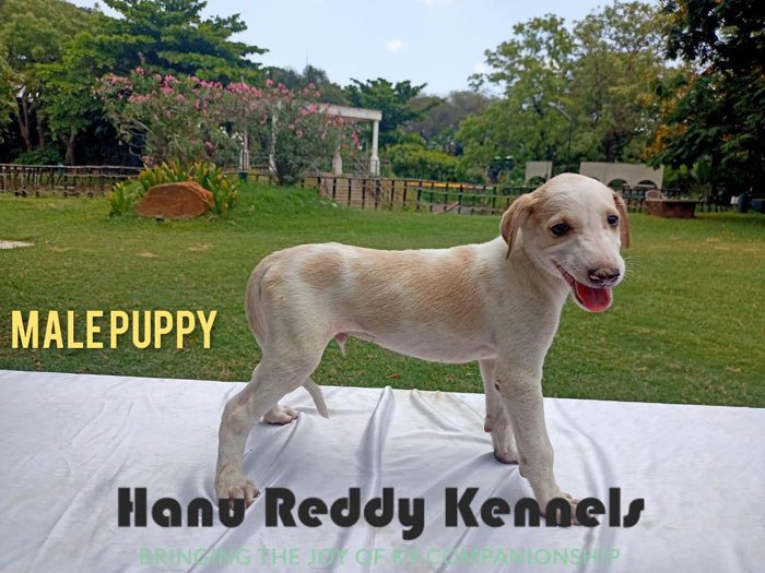 DogsIndia.com - Mudhol Hound - Hanu Reddy Kennels