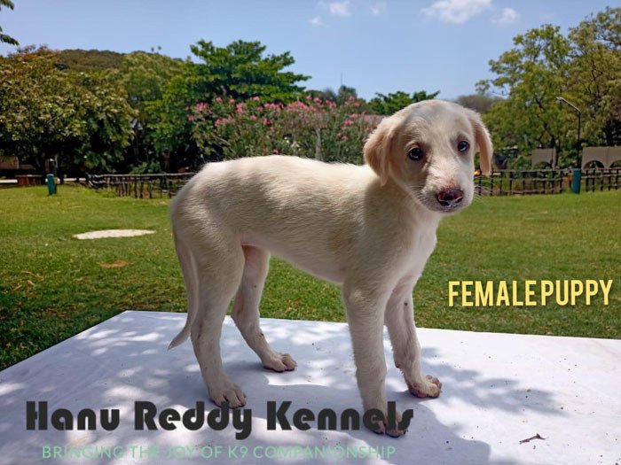 DogsIndia.com - Mudhol Hound - Hanu Reddy Kennels