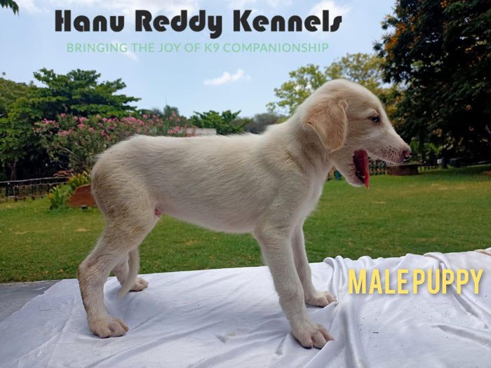 DogsIndia.com - Mudhol Hound - Hanu Reddy Kennels