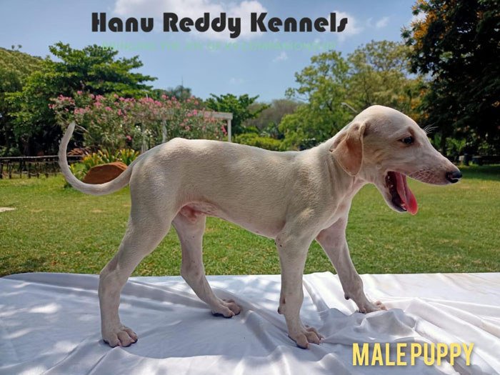 DogsIndia.com - Mudhol Hound - Hanu Reddy Kennels