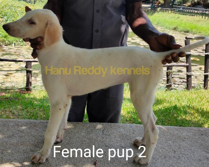 DogsIndia.com - Mudhol Hound - Hanu Reddy Kennels