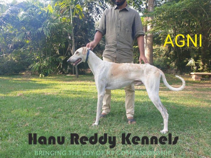 DogsIndia.com - Mudhol Hound - Hanu Reddy Kennels