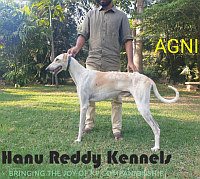 DogsIndia.com - Mudhol Hound - Hanu Reddy Kennels