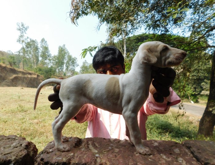 DogsIndia.com - Mudhol Hound - Tejas Kamalkar