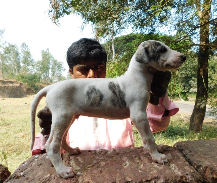DogsIndia.com - Mudhol Hound - Tejas Kamalkar