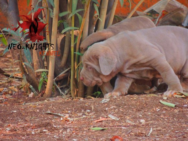 DogsIndia.com - Neapolitan Mastiff - Neo Knights Kennel