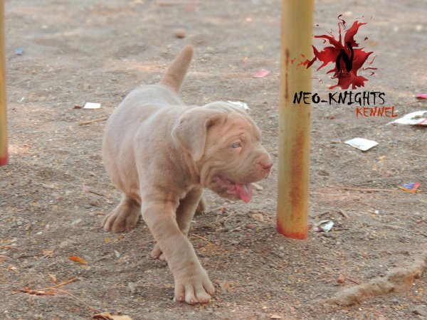 DogsIndia.com - Neapolitan Mastiff - Neo Knights Kennel