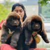 DogsIndia.com  Newfoundland  Gururaj
