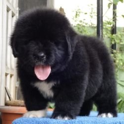 DogsIndia.com  Newfoundland  Gururaj