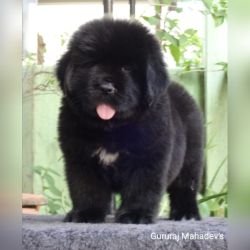 DogsIndia.com  Newfoundland  Gururaj