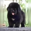 DogsIndia.com  Newfoundland  Gururaj