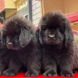 DogsIndia.com  Newfoundland  Gururaj