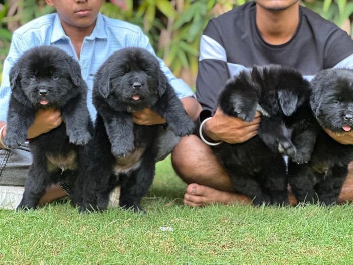 DogsIndia.com  Newfoundland  Gururaj