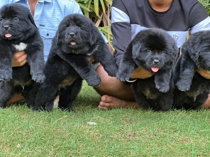 DogsIndia.com  Newfoundland  Gururaj