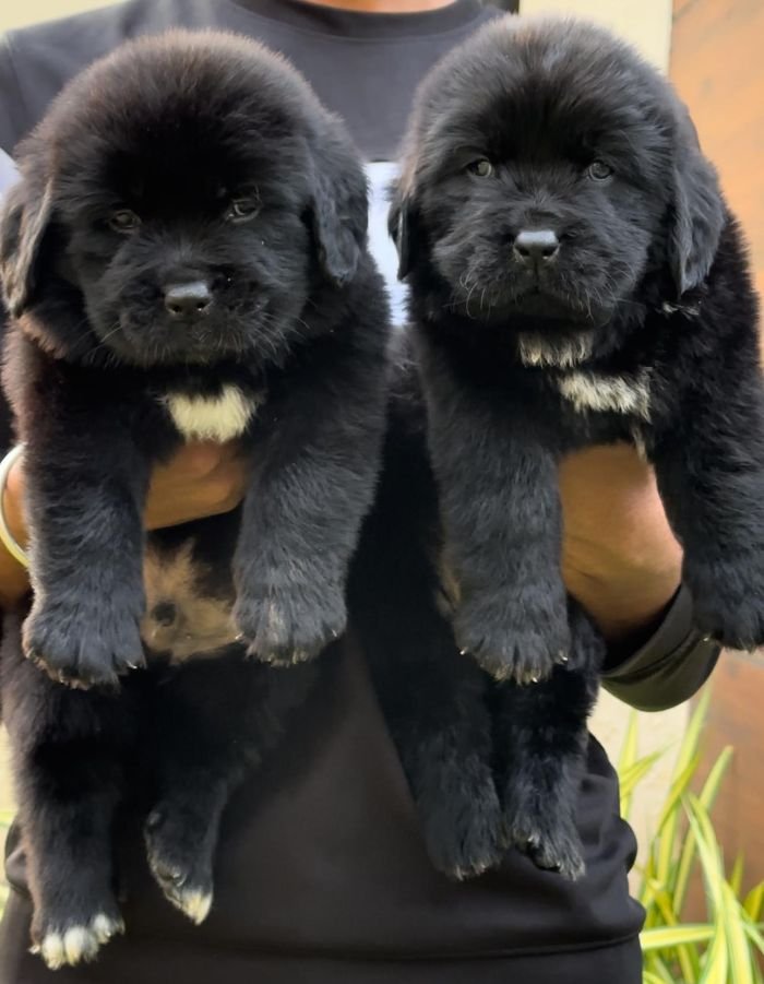 DogsIndia.com  Newfoundland  Gururaj
