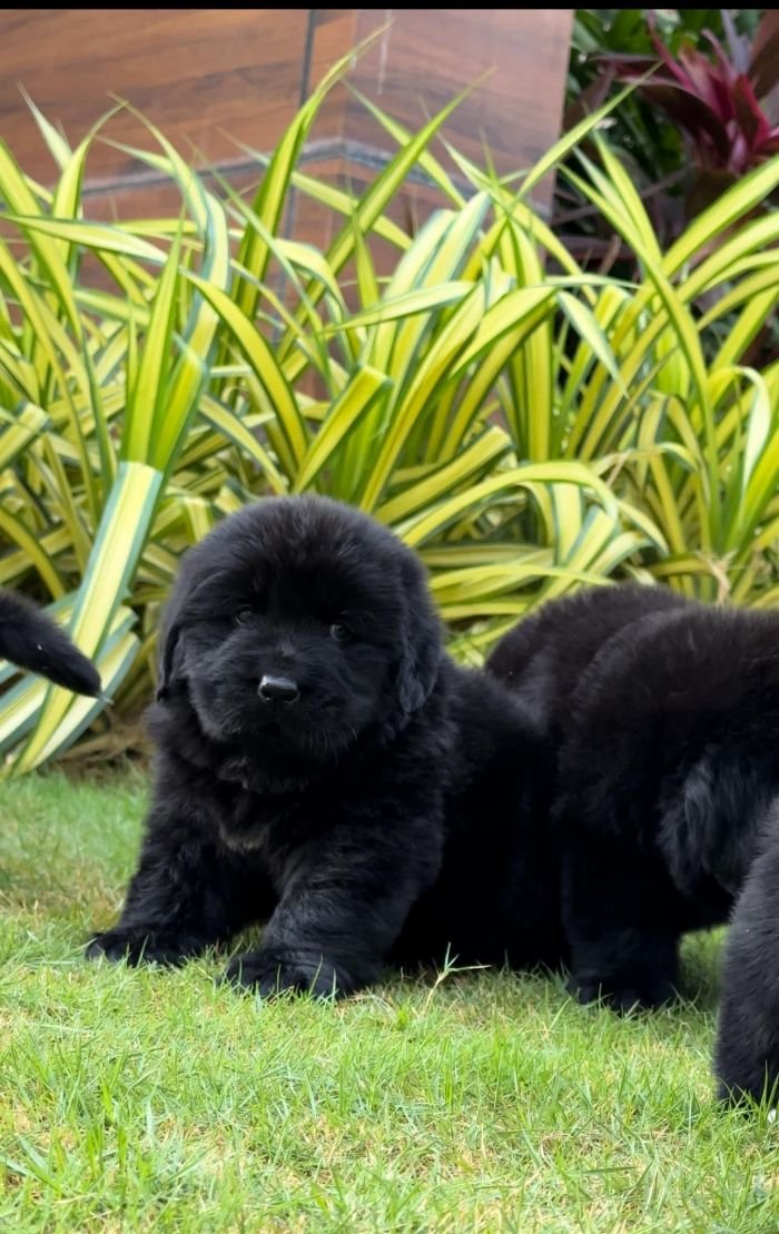 DogsIndia.com  Newfoundland  Gururaj