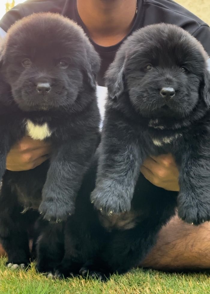 DogsIndia.com  Newfoundland  Gururaj