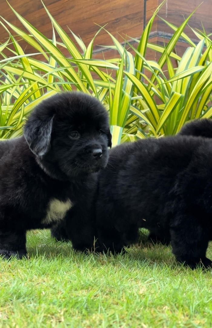 DogsIndia.com  Newfoundland  Gururaj