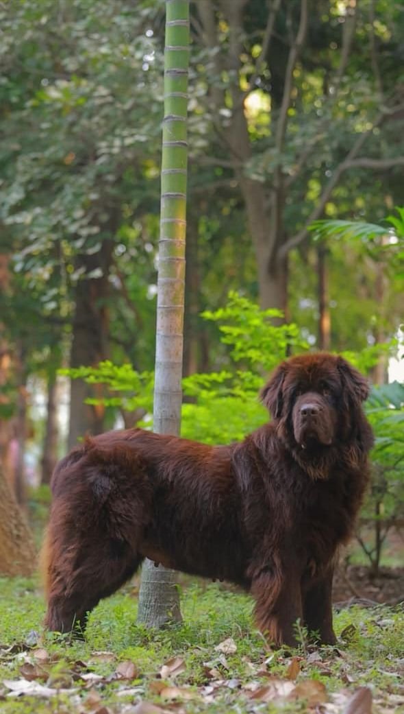 DogsIndia.com  Newfoundland  Gururaj