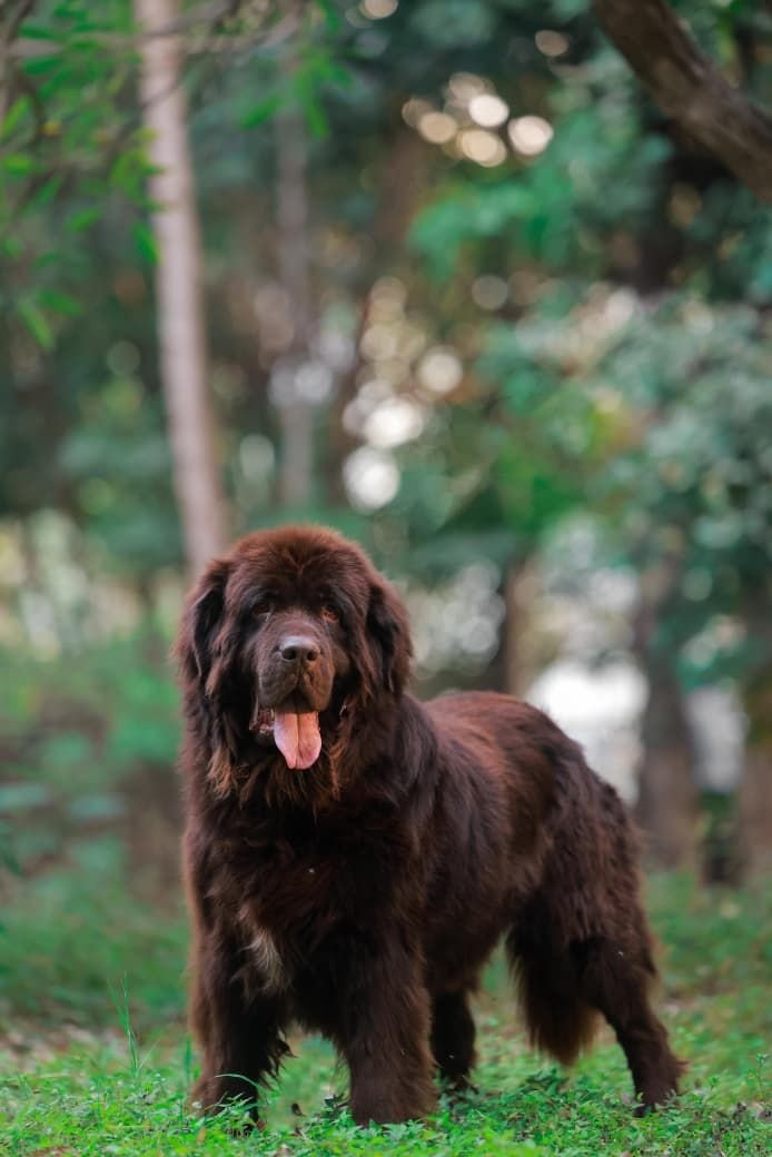DogsIndia.com  Newfoundland  Gururaj