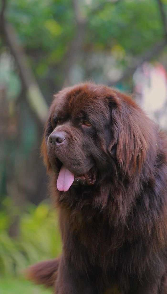 DogsIndia.com  Newfoundland  Gururaj