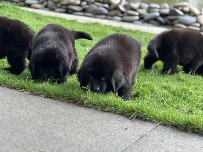 DogsIndia.com  Newfoundland  Gururaj