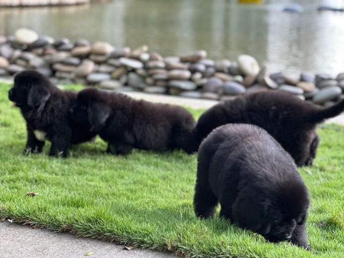 DogsIndia.com  Newfoundland  Gururaj