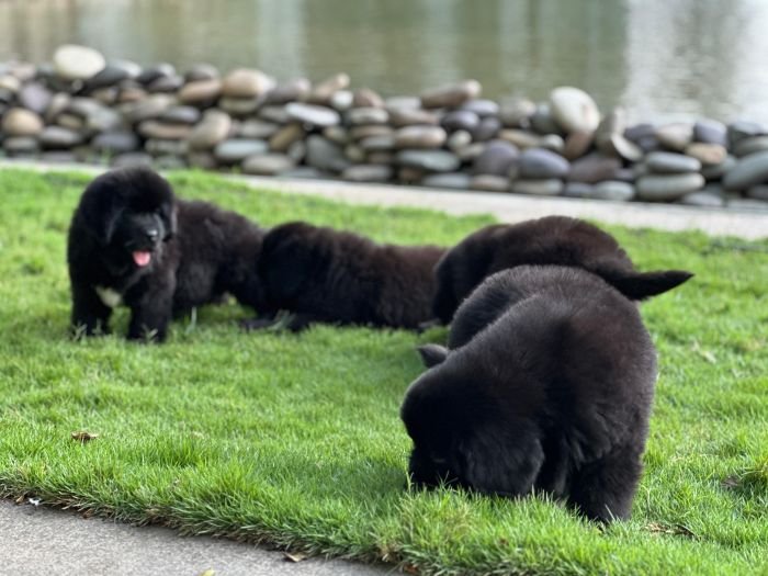 DogsIndia.com  Newfoundland  Gururaj