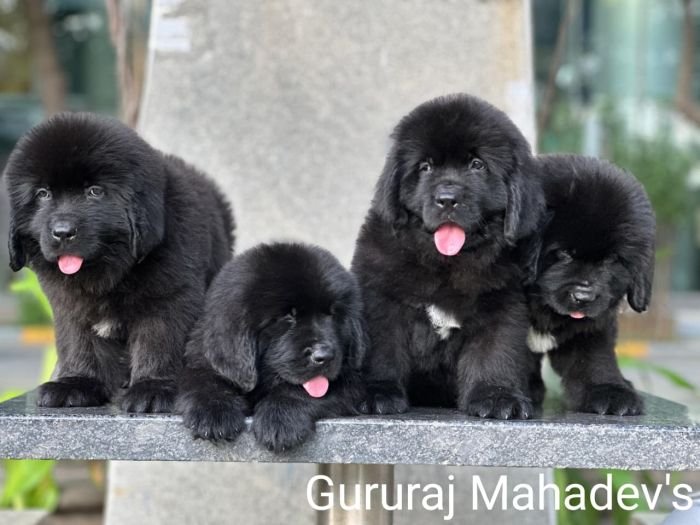 DogsIndia.com  Newfoundland  Gururaj