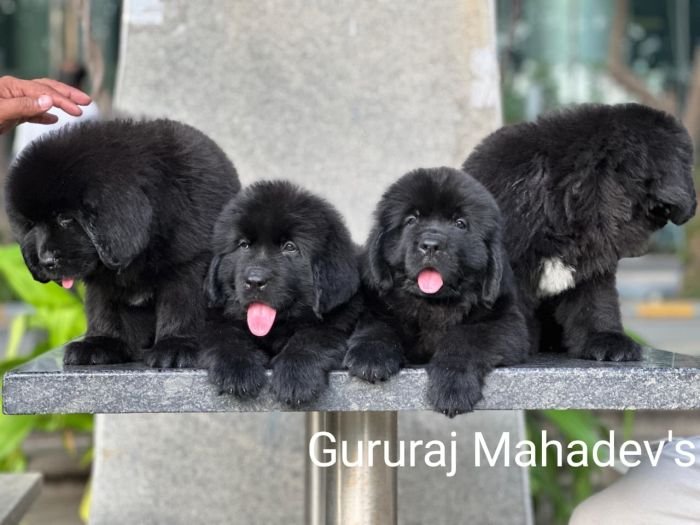 DogsIndia.com  Newfoundland  Gururaj