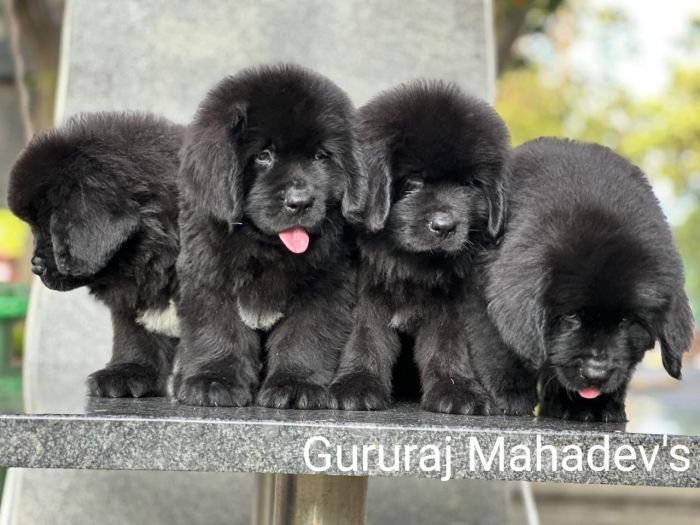 DogsIndia.com  Newfoundland  Gururaj