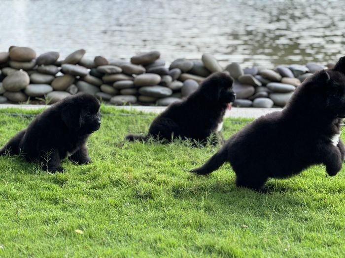 DogsIndia.com  Newfoundland  Gururaj