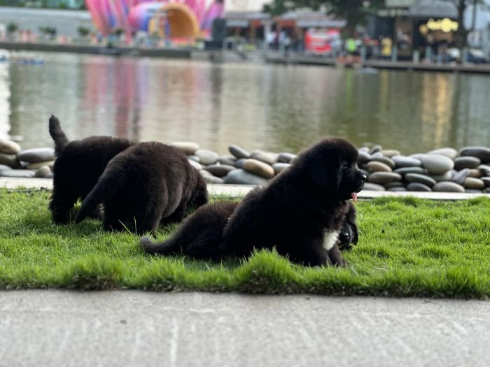 DogsIndia.com  Newfoundland  Gururaj