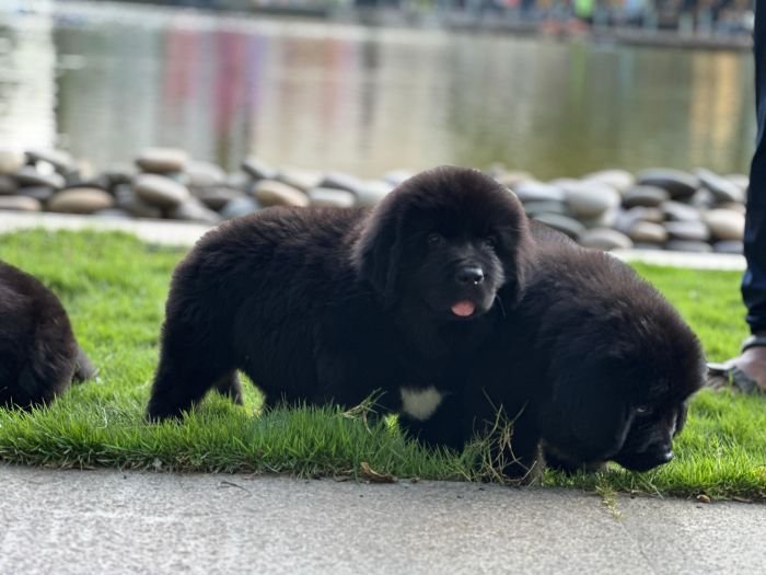 DogsIndia.com  Newfoundland  Gururaj