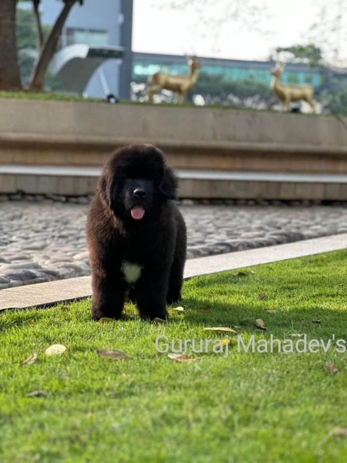 DogsIndia.com  Newfoundland  Gururaj