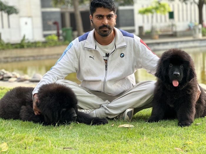 DogsIndia.com  Newfoundland  Gururaj