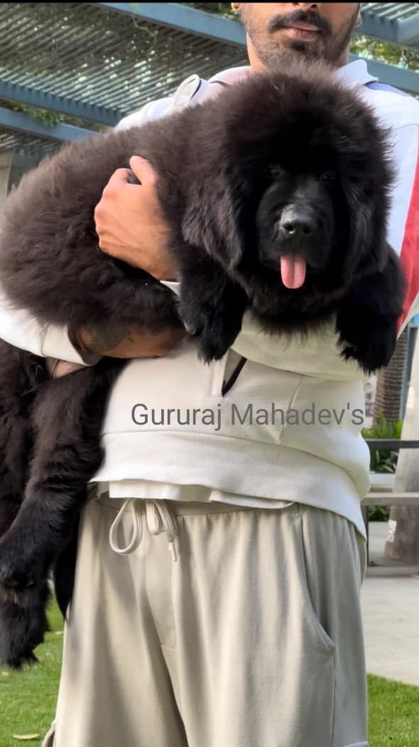 DogsIndia.com  Newfoundland  Gururaj