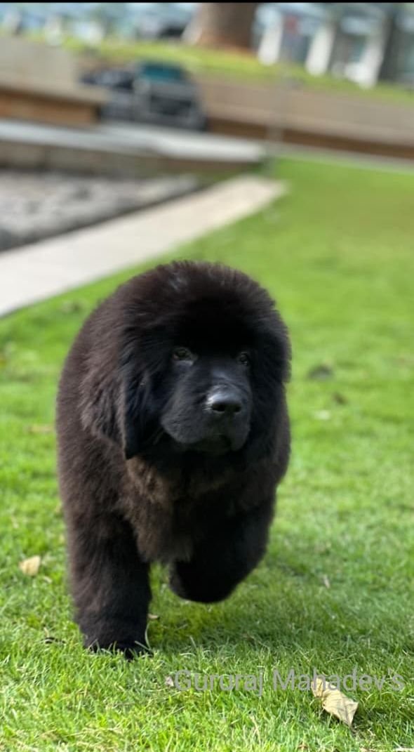 DogsIndia.com  Newfoundland  Gururaj