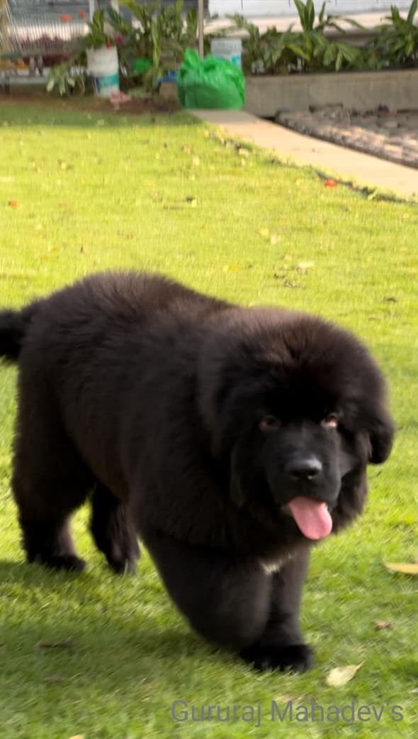 DogsIndia.com  Newfoundland  Gururaj