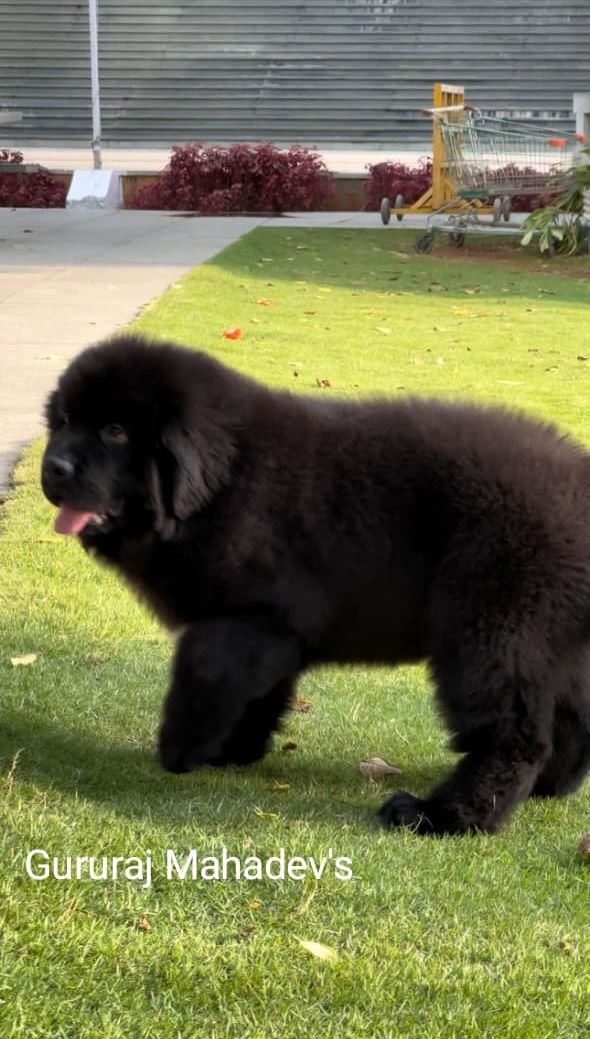 DogsIndia.com  Newfoundland  Gururaj