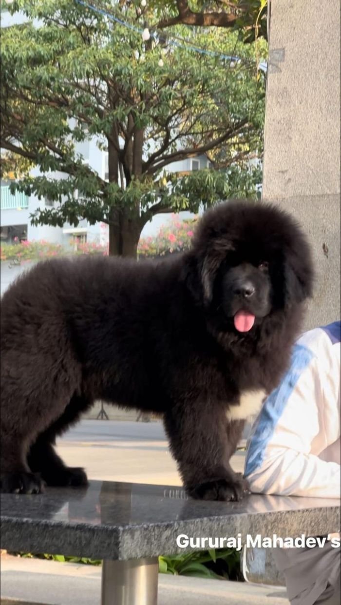 DogsIndia.com  Newfoundland  Gururaj