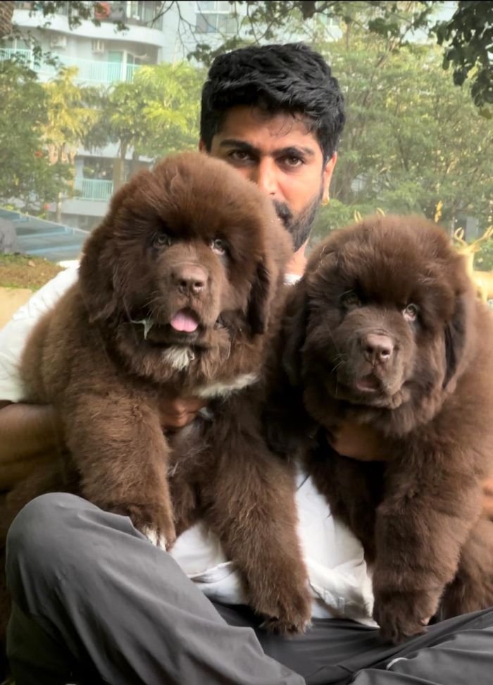 DogsIndia.com  Newfoundland  Gururaj