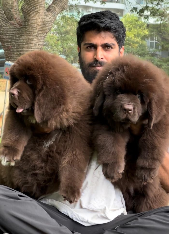 DogsIndia.com  Newfoundland  Gururaj