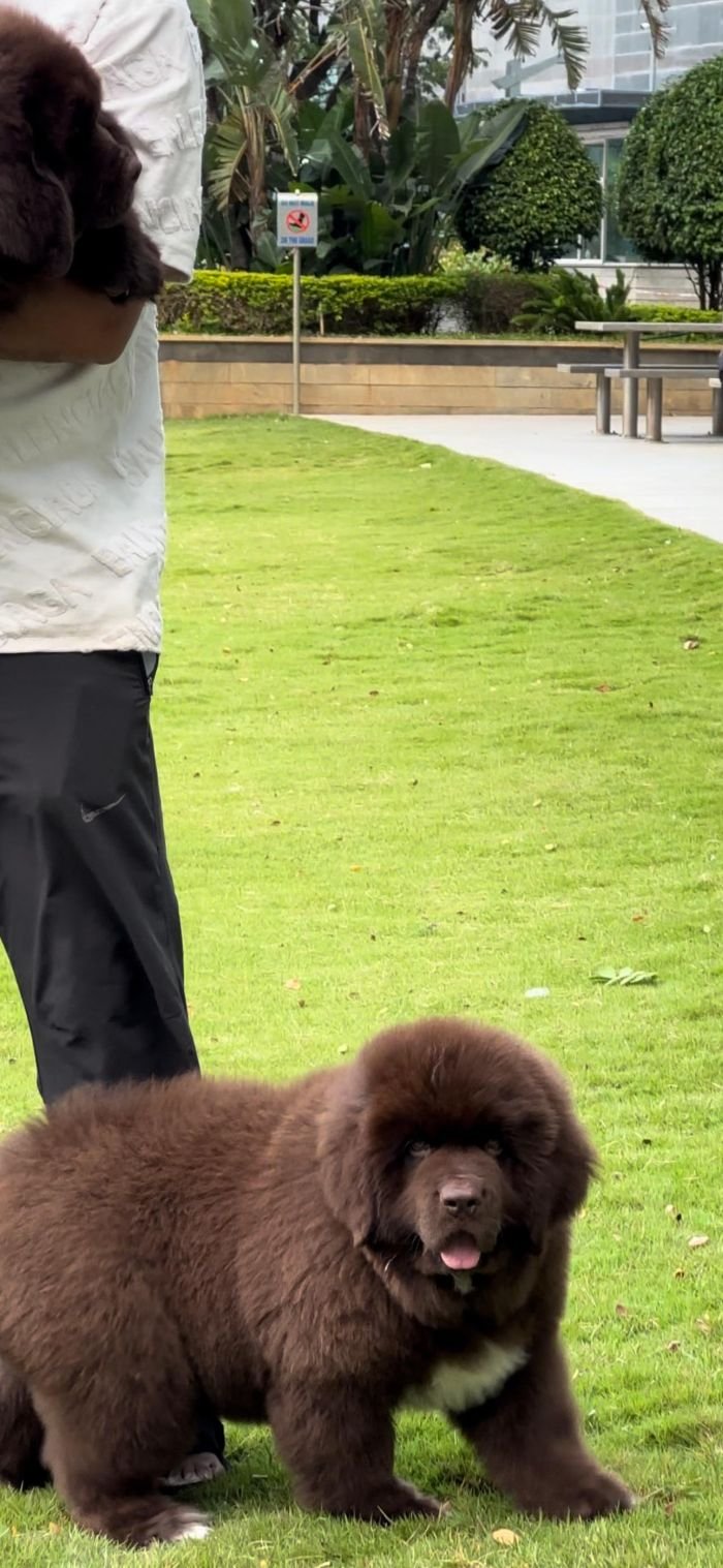 DogsIndia.com  Newfoundland  Gururaj