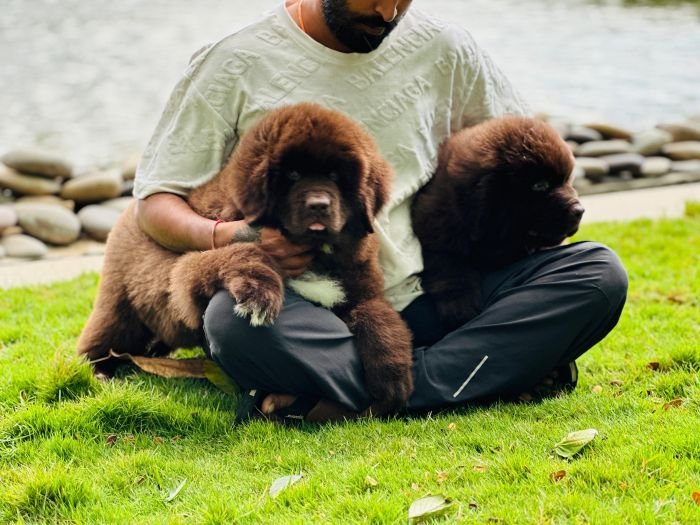 DogsIndia.com  Newfoundland  Gururaj