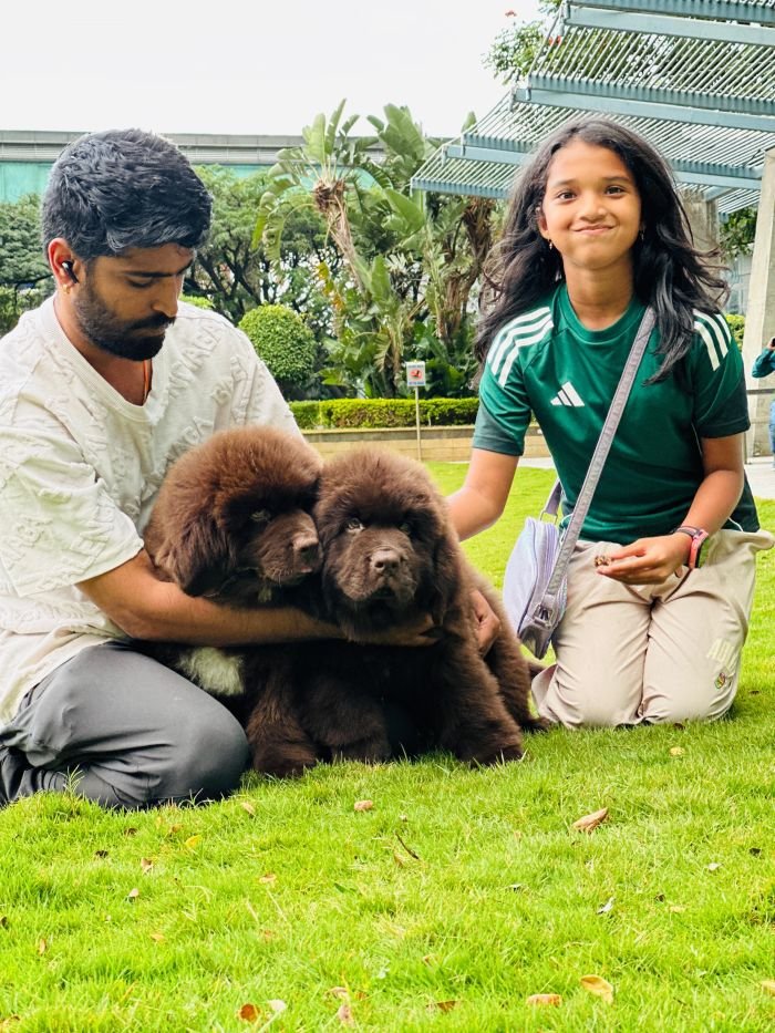 DogsIndia.com  Newfoundland  Gururaj