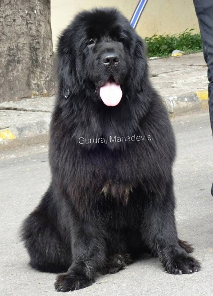 DogsIndia.com  Newfoundland  Gururaj