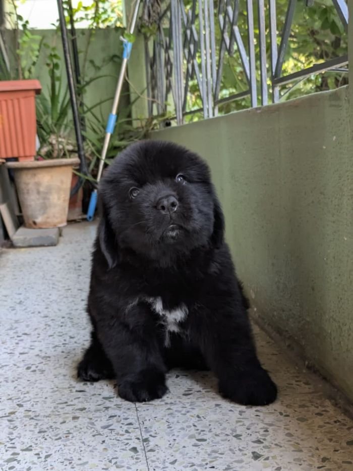 DogsIndia.com  Newfoundland  Gururaj