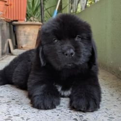 DogsIndia.com  Newfoundland  Gururaj